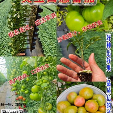 炎玉番茄种苗/种子