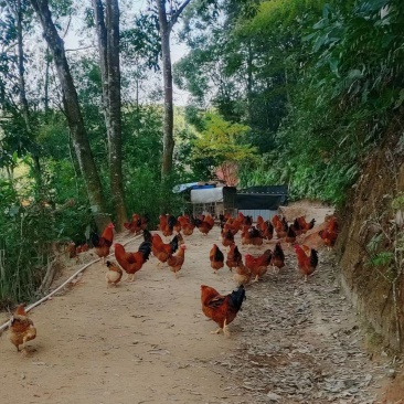黄金百香果，散养土鸡土鸭