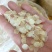 皂角米雪莲子欢迎联系拿样、看实物
