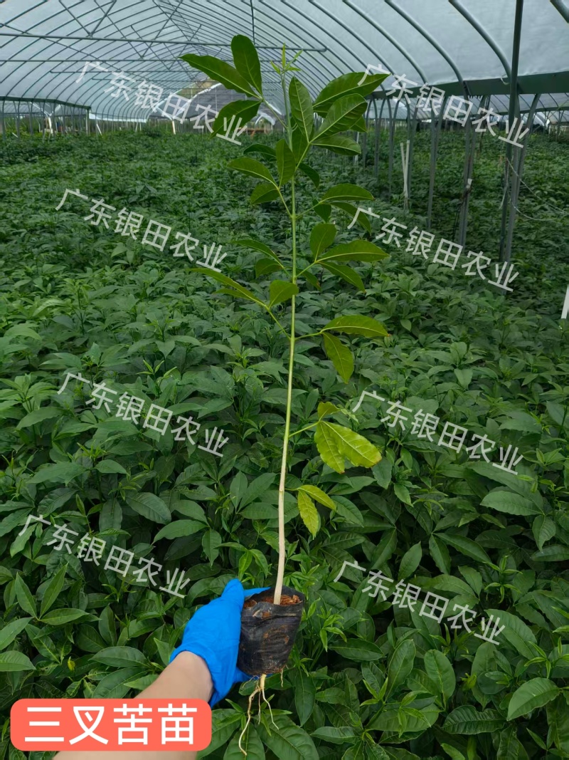 【大量供应】广东云浮云城区直发三叉苦种苗营养杯苗全国发货
