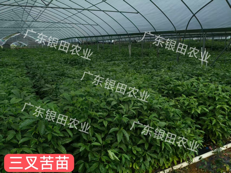 【大量供应】广东云浮云城区直发三叉苦种苗营养杯苗全国发货