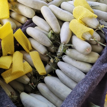莘县甜瓜博洋61脆甜多汁品种齐全产地直销量大从优