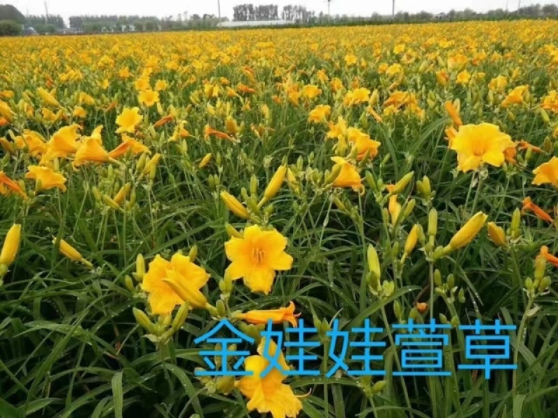金娃娃萱草