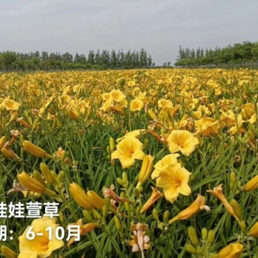 金娃娃萱草