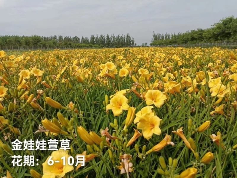 金娃娃萱草