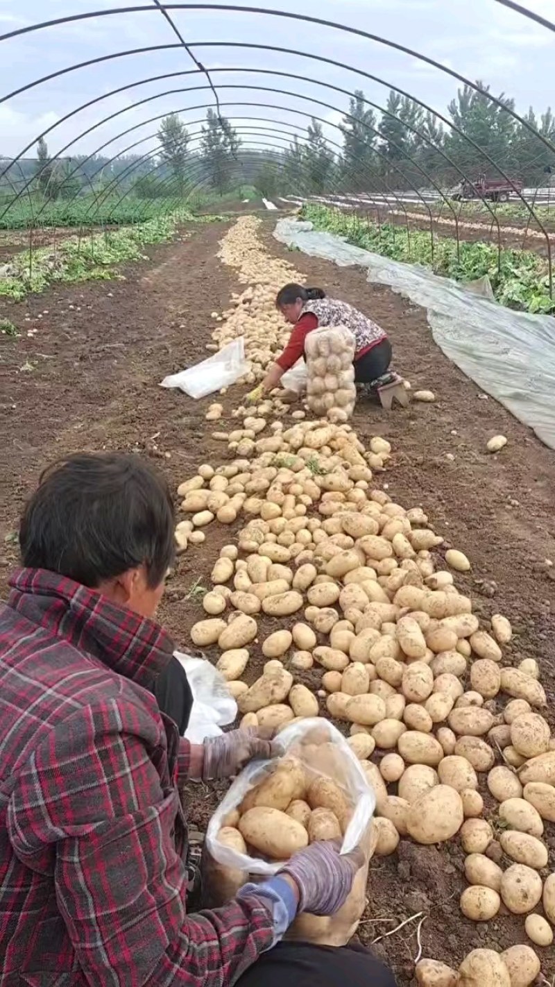 精品黄心土豆城固产地大量供应沃土黄心白心需要请联系