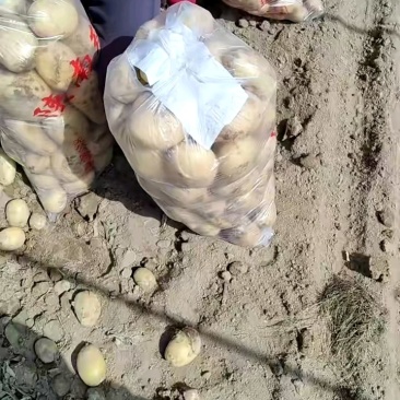 精品黄心土豆城固产地大量供应沃土黄心白心需要请联系