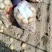 精品黄心土豆城固产地大量供应沃土黄心白心需要请联系
