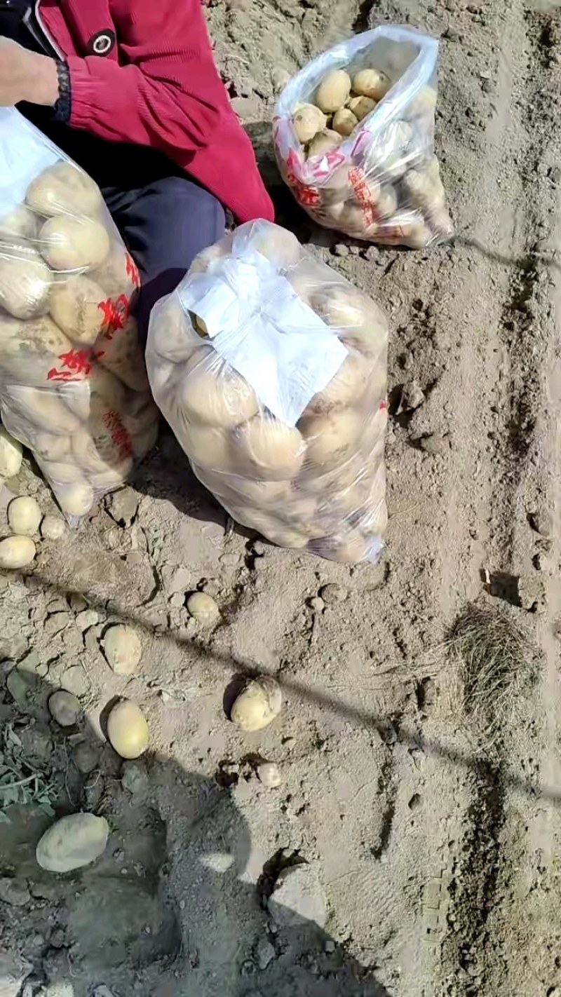 精品黄心土豆城固产地大量供应沃土黄心白心需要请联系