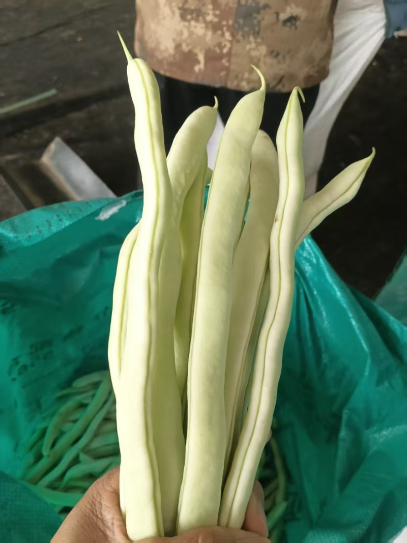 白豆角白大架一手货源全国发货量大价优欢迎随时联系