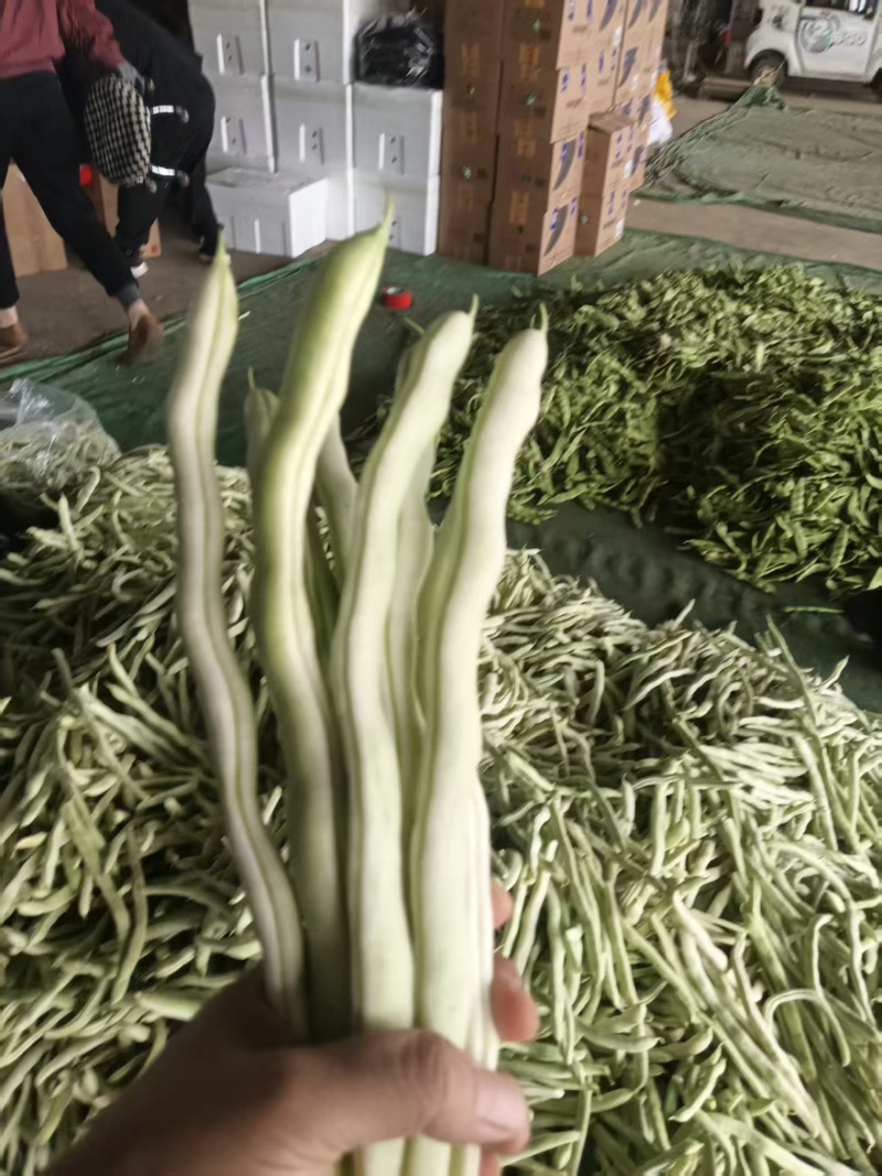 白豆角白大架一手货源全国发货量大价优欢迎随时联系
