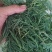 新鲜黄须菜