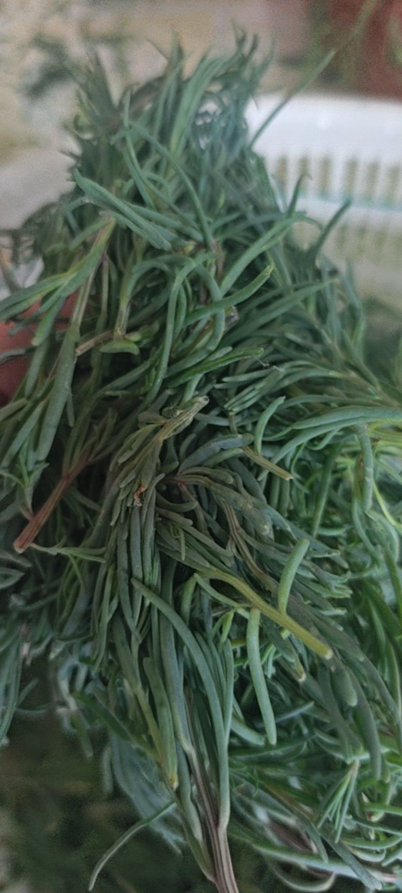 新鲜黄须菜