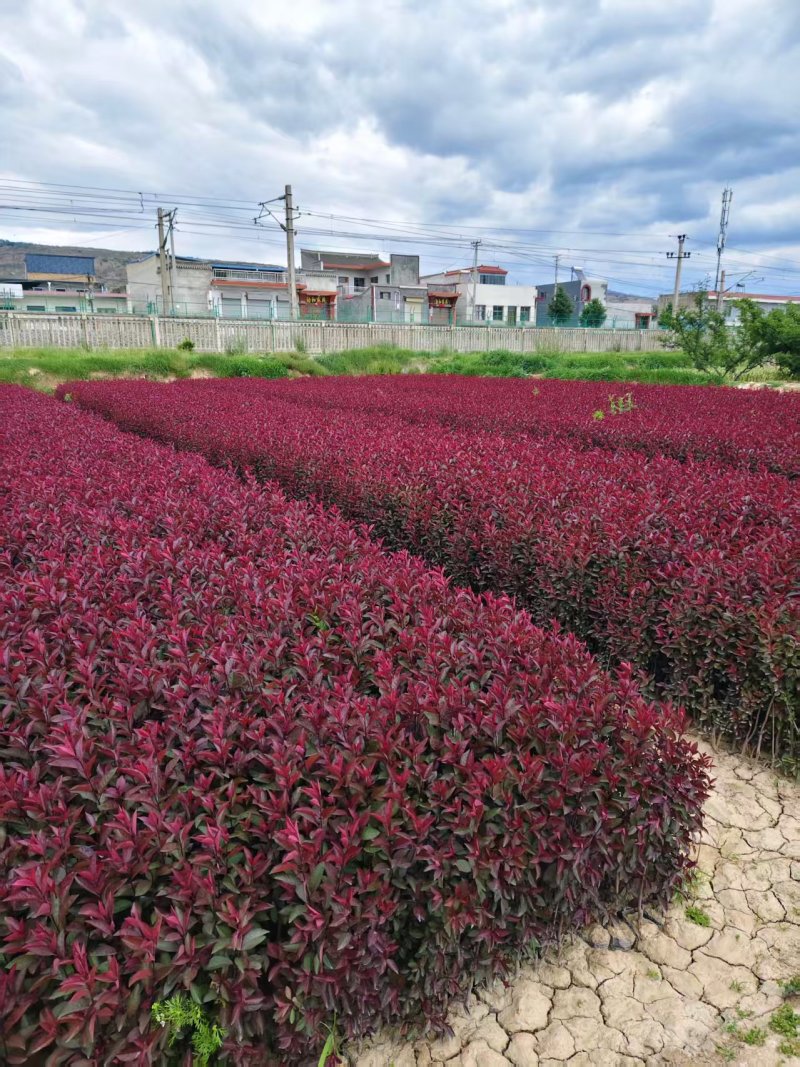 甘肃紫叶矮樱对接全国量大从优成活率高欢迎选购热卖全国