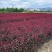 甘肃紫叶矮樱对接全国量大从优成活率高欢迎选购热卖全国