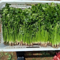 山东高密香菜，铁杆青香菜大量供应，产地直发，质量保证