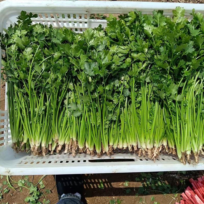山东高密香菜，铁杆青香菜大量供应，产地直发，质量保证