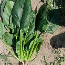 山东潍坊大叶菠菜大量供应种植基地直发量大从优，价格美丽