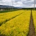甘肃金叶榆量大从优价格美丽质量好走货快欢迎询价热卖全国