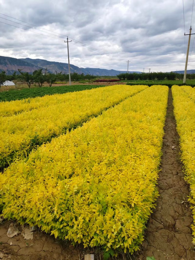甘肃金叶榆量大从优价格美丽质量好走货快欢迎询价热卖全国