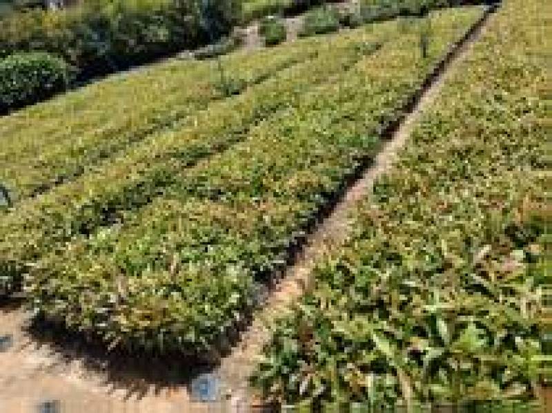 广东木荷小苗芽基地直发货源充足欢迎随时电话咨询