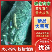 【推荐】精品蚕豆货源充足量大从优质量保证基地全国代发