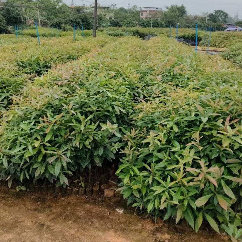 广东增城区木荷基地直发货源充足欢迎随时电话咨询