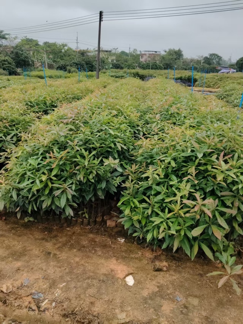 广东增城区木荷基地直发货源充足欢迎随时电话咨询