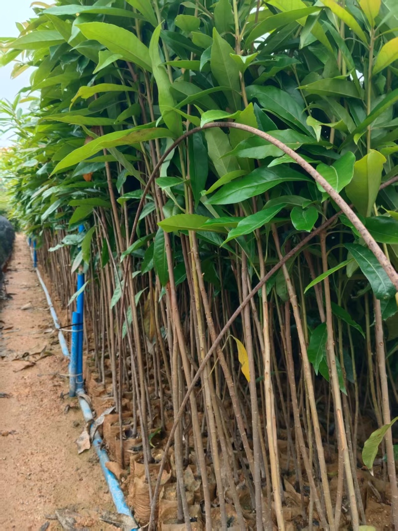 广东增城区木荷基地直发货源充足欢迎随时电话咨询