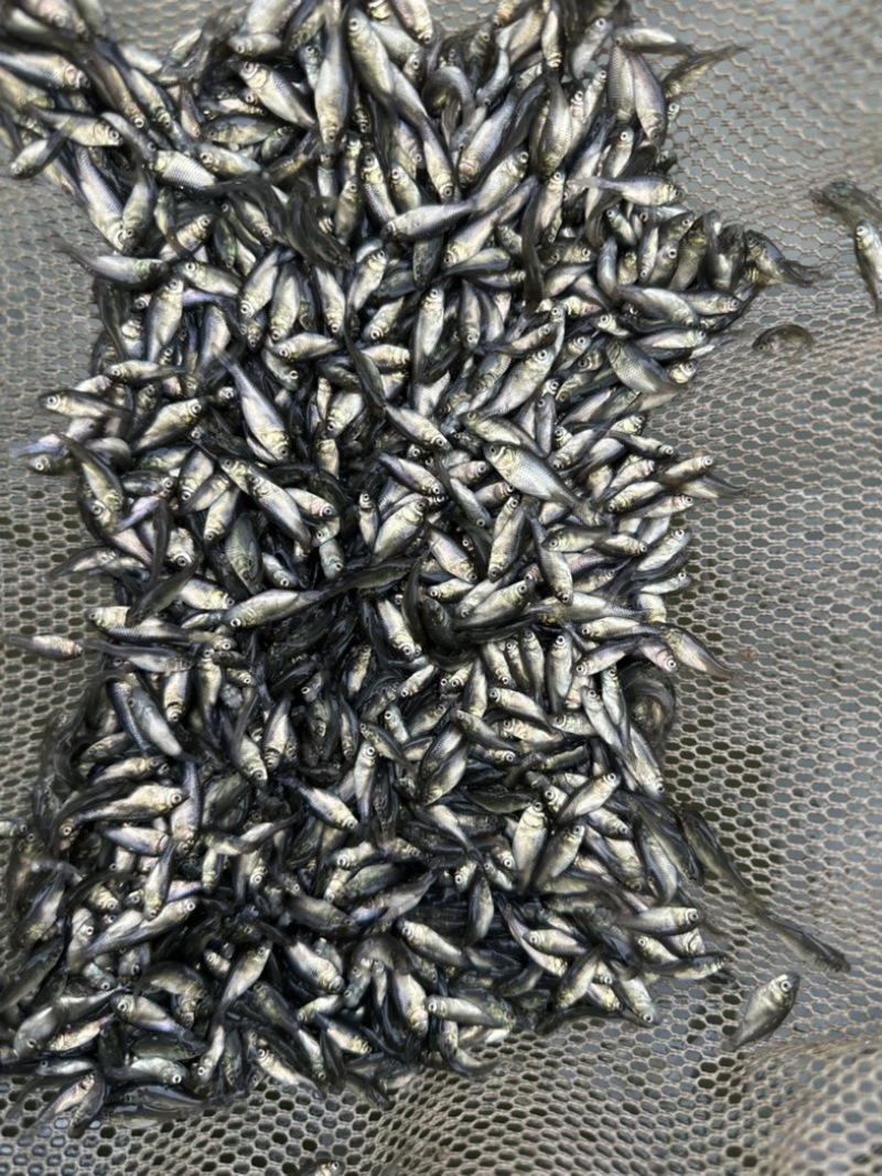 淡水银鲫鱼苗活饵中科三号2-3厘米