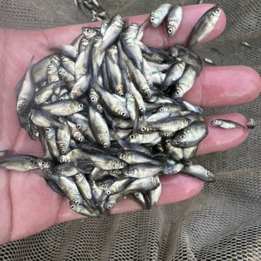 淡水银鲫鱼苗活饵中科三号2-3厘米