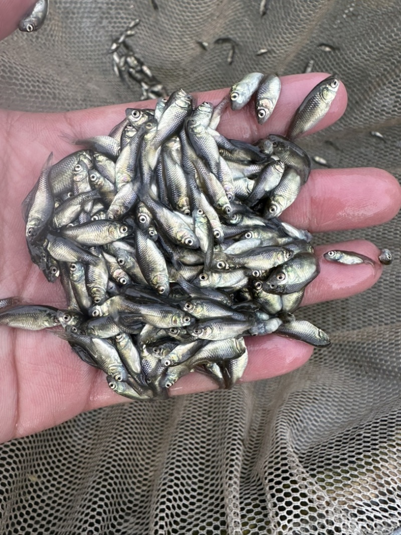 淡水银鲫鱼苗活饵中科三号2-3厘米