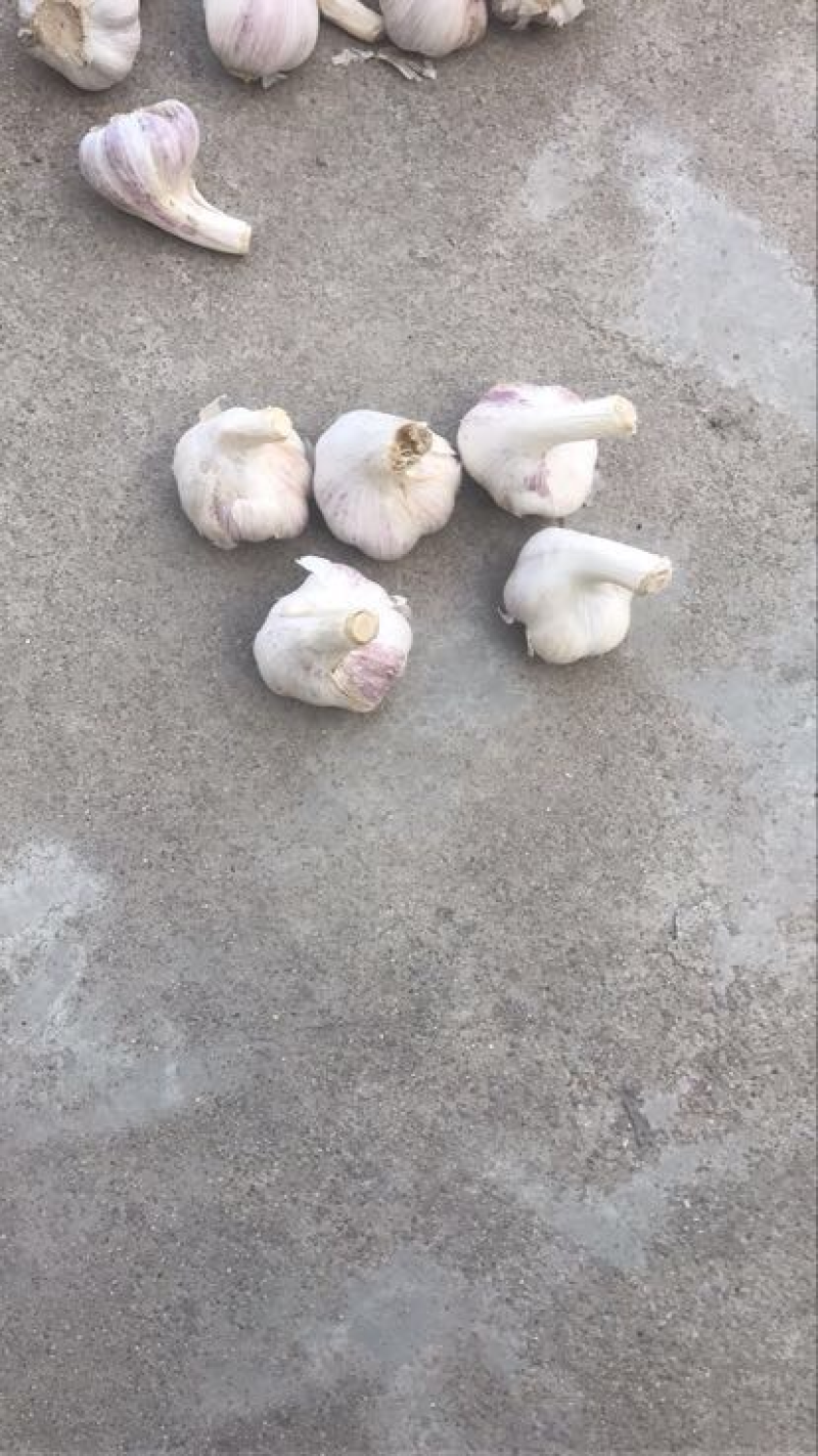 白皮蒜种脱水蒜种蒜大量上市新大蒜保质保量欢迎选购