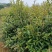 广东山杜英大量供应基地直发欢迎随时联系
