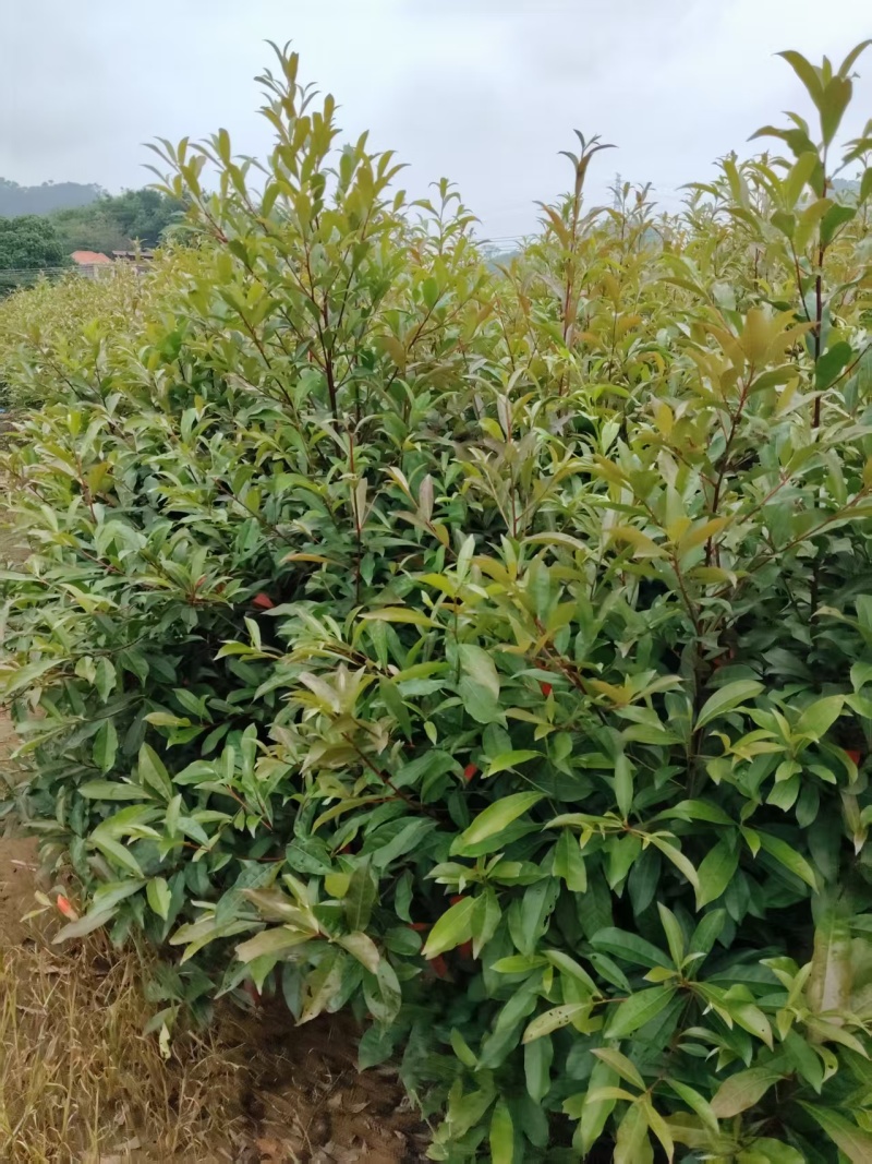 广东山杜英大量供应基地直发欢迎随时联系