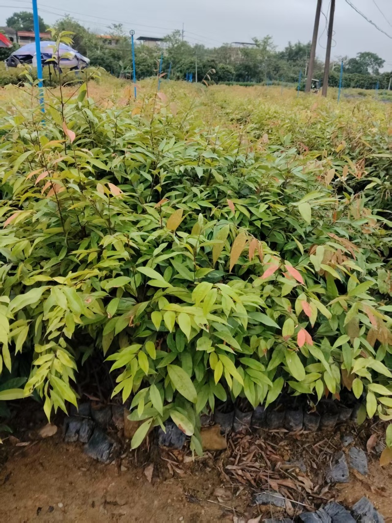 广东增城区红椎基地直发货源充足欢迎随时电话咨询