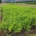 甘肃水蜡苗新鲜上市成活率高对接全国量大从优欢迎询价