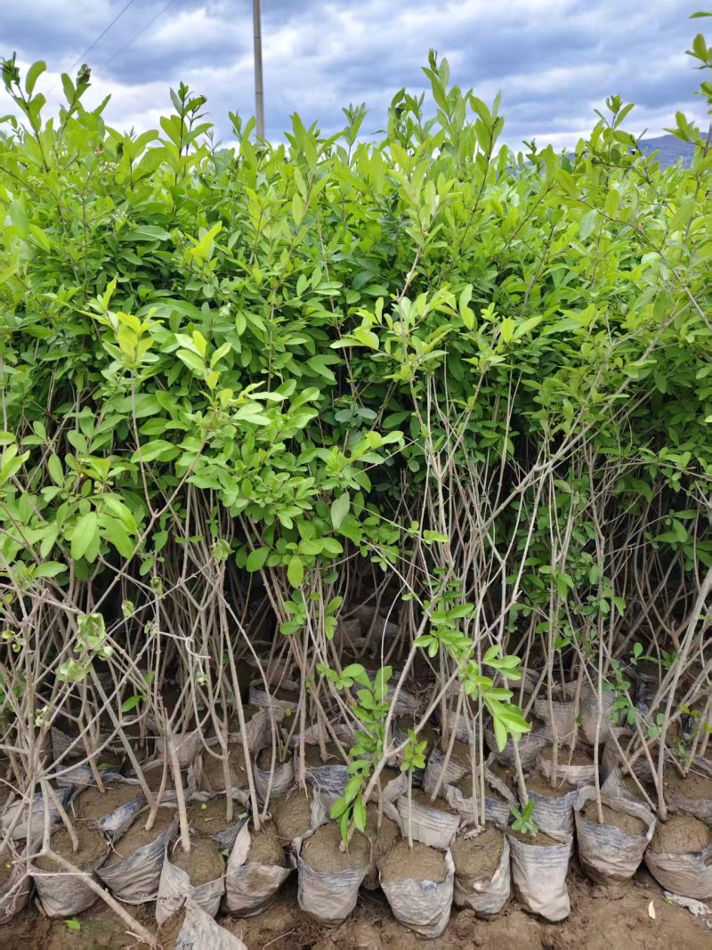 甘肃水蜡苗新鲜上市成活率高对接全国量大从优欢迎询价