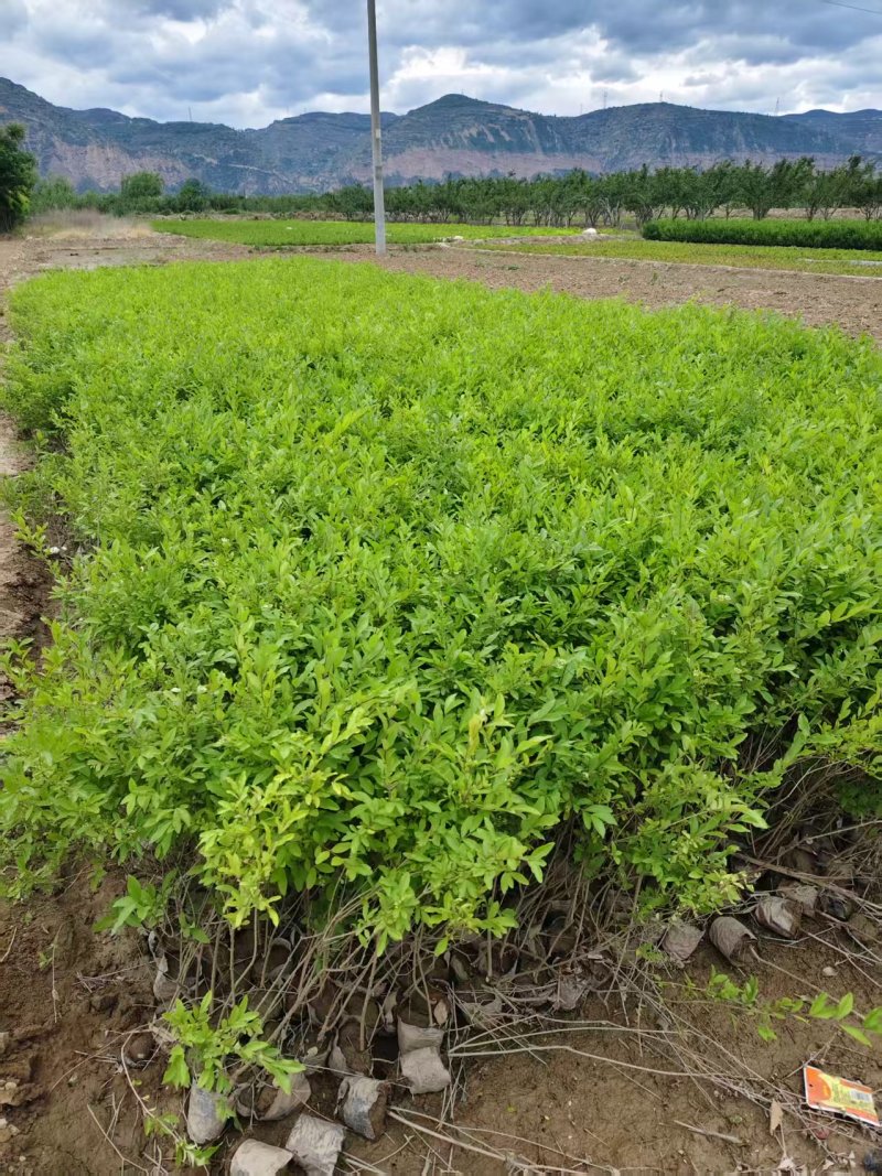 甘肃水蜡苗新鲜上市成活率高对接全国量大从优欢迎询价