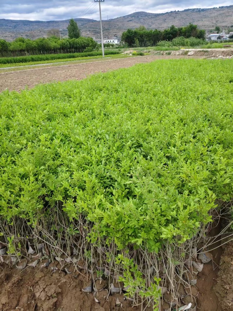 甘肃水蜡苗新鲜上市成活率高对接全国量大从优欢迎询价