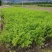 甘肃水蜡苗新鲜上市成活率高对接全国量大从优欢迎询价