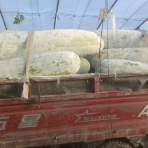 白皮冬瓜安徽芜湖，冬瓜大量供应，一手货源，量大从优