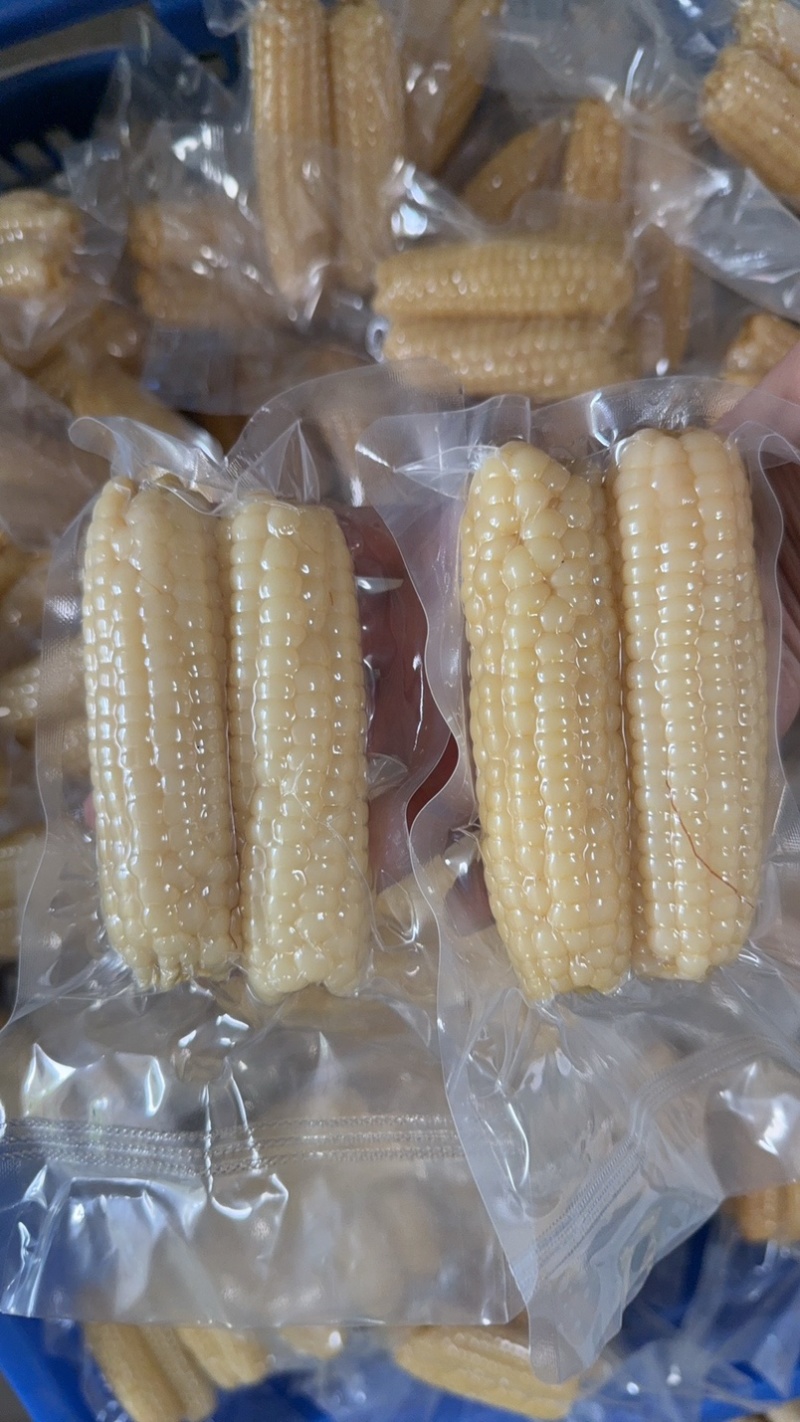 拇指小玉米