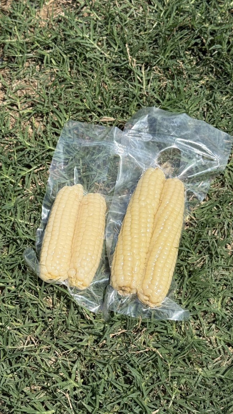 拇指小玉米