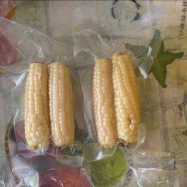拇指小玉米