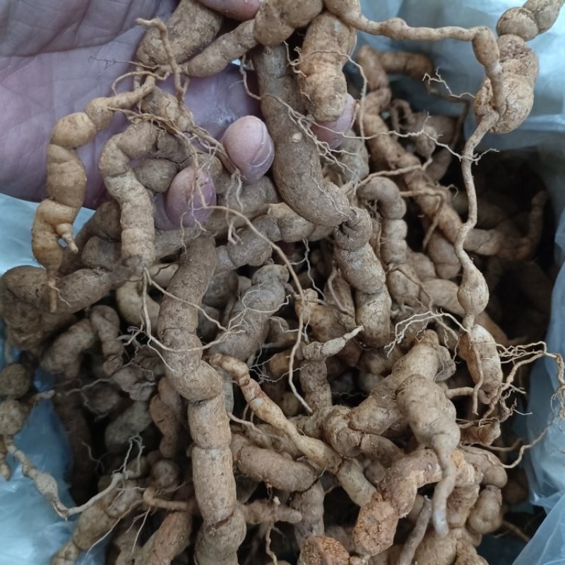 野生巴戟天，大量有货供应电商，超市，地摊。