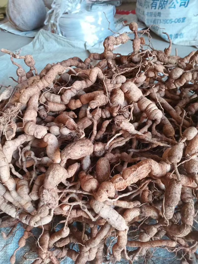 野生巴戟天，大量有货供应电商，超市，地摊。