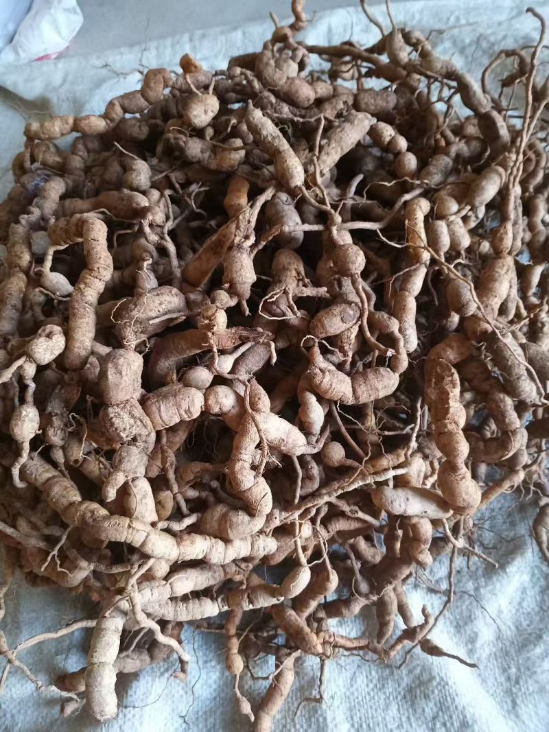 野生巴戟天，大量有货供应电商，超市，地摊。