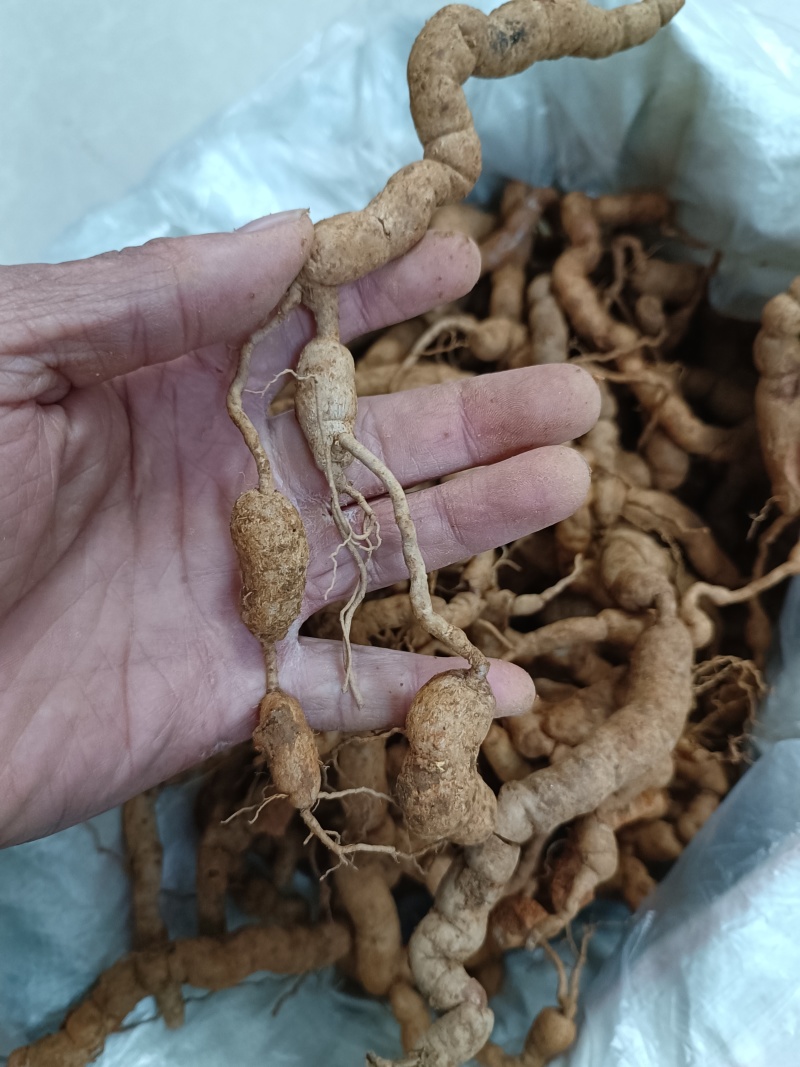 野生巴戟天，大量有货供应电商，超市，地摊。