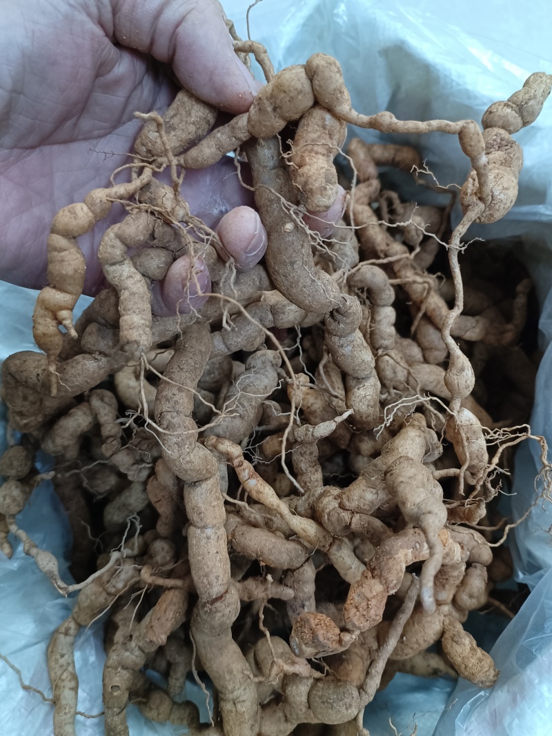 野生巴戟天，大量有货供应电商，超市，地摊。